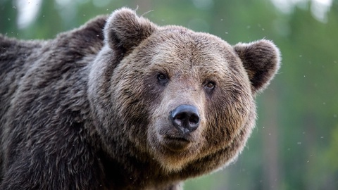 Японияда ногиронлар муассасасида айиқ аёлга ҳужум қилди