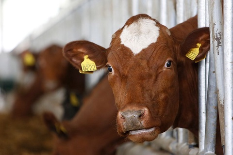 Chorvachilikdagi yangi qonun hayvon egalariga ortiqcha yuk tushirmaydi