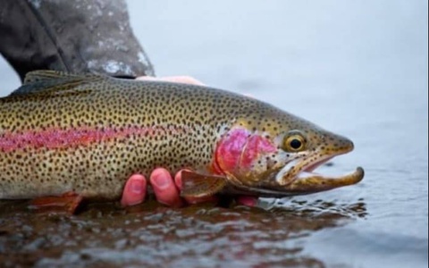 Uzbekistan started exporting rainbow trout to Russia