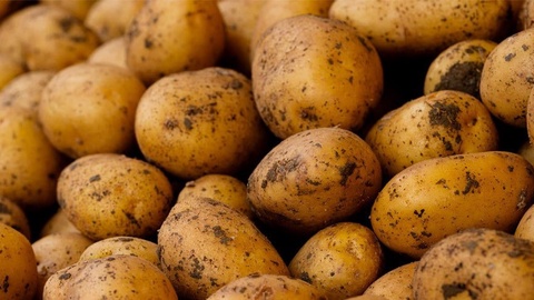 O‘zbekistonga 6 oyda 421,9 ming tonna kartoshka import qilindi