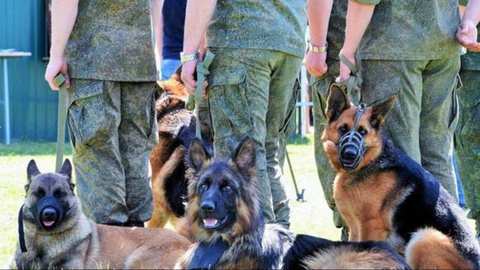 В парках Ташкента откроют пункты кинологии для борьбы с наркотиками