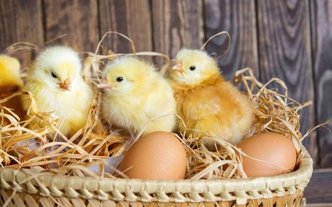 Предпринимателям, занимающимся птицеводством, предоставляются льготные кредиты