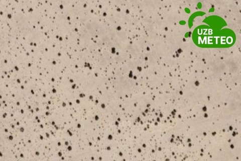 Арал теңізінің құрғап қалған түбіне егілген сексеуілдер ғарыштан көріне бастады