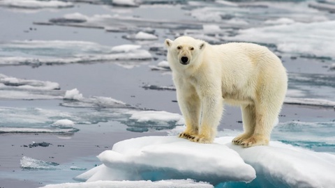 Avian flu detected in polar bear in Alaska