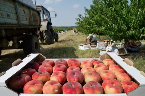 Наманганда ірі жеміс-көкөніс кластері құрылады