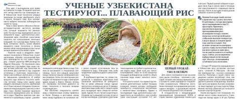 Ученые Узбекистана тестируют... плавающий рис