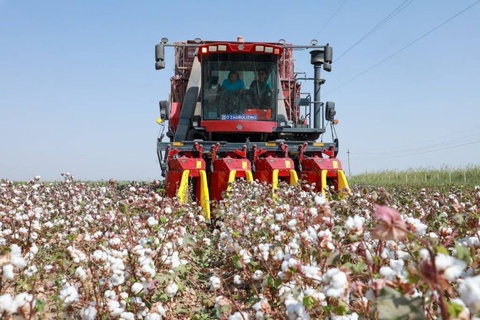 Surxondaryoda 2025-yilgi paxta rejasi birinchi boʻlib bajarildi