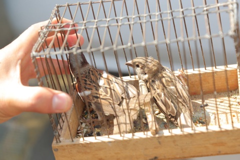 Toshkent shahrida qush va hayvonlarning noqonuniy savdosiga chek qo‘yildi