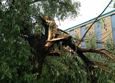 Toshkentda daraxt bosib qolgan fuqaro vafot etdi