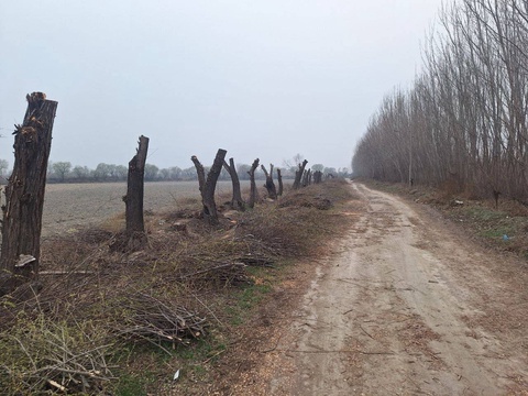 В Ферганской области незаконно срубили 90 многолетних ивовых деревьев