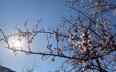 16-18 март кунлари Ўзбекистон ҳудудининг катта қисмида ёғингарчиликсиз об-ҳаво бўлиши кутилмоқда