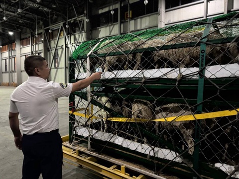Navoi Airport hosted the first MIAT Cargo flight, which delivered breeding sheep from Mongolia