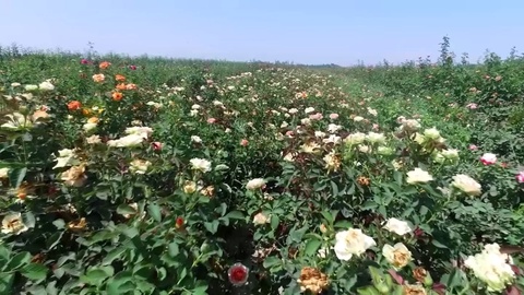 Quvada ham eksportbop atirgul ko'chatlari yetishtiriladi