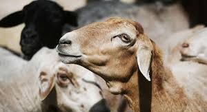 Ҳайвонларни идентификация қилиш тизими жорий қилинади