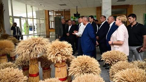 New varieties of grain crops will be imported to Uzbekistan from Russia