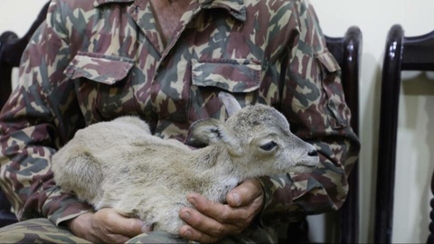 O'zbekistonda Qizil kitobga kiritilgan tog' qo'yini o'g'irlagan brakonyerlar qo'lga olindi