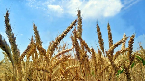 Настоящие хозяева зерна - фермеры