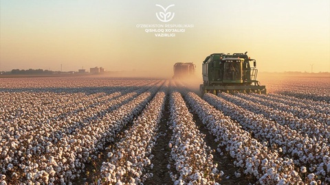 2025-yilda paxta yigʻim-terimida mashina xizmati tariflarining tavsiyaviy miqdori eʼlon qilindi