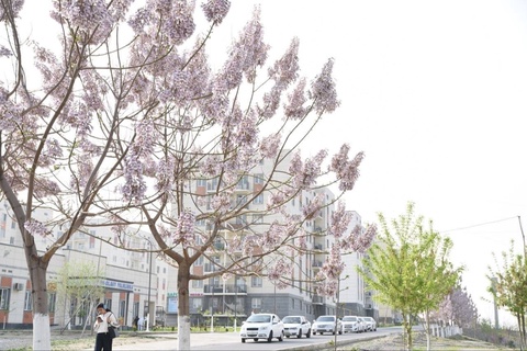 “Toza havo” umummilliy loyihasi amalga oshiriladi