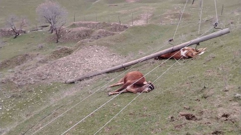 Forishda elektr tayanchi qulab tushib, 3 bosh chorva moli nobud boʻldi