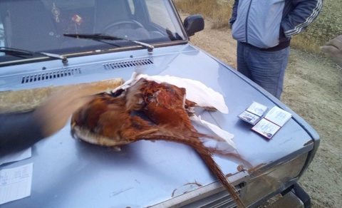 Buxoroda yovvoyi qirgʻovulni ovlagan fuqaro jarimaga tortildi