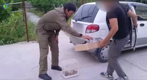 Bulbul ovlagan shaxsga salkam 7 million soʼm jarima belgilandi