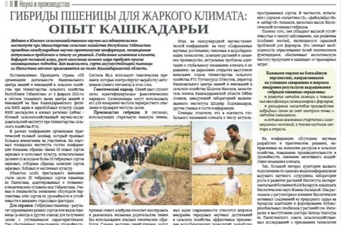 Гибриды пшеницы для жаркого климата: опыт Кашкадарьи