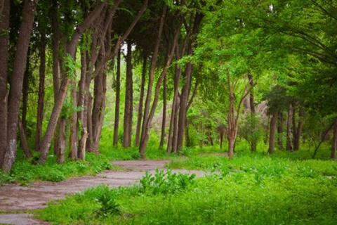 Har bir hududda botanika va dendrologiya bogʻlari tashkil qilinadi