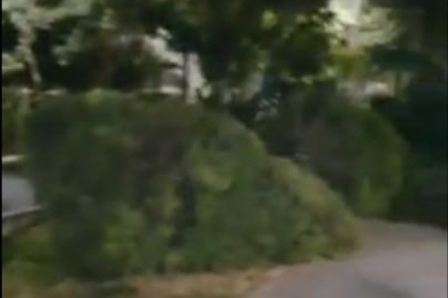 Yakkasaroy tumanida 144 tup daraxt moratoriy talablari zid ravishda kesib tashlandi