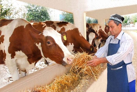 Tax benefits for breeding subjects have been extended in Uzbekistan