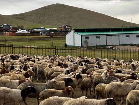 В Узбекистан из Монголии завезли первую партию племенных овец породы «Баяд»
