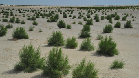 Орол денгизи тубида 100 минг гектар "яшил майдон" барпо этилади