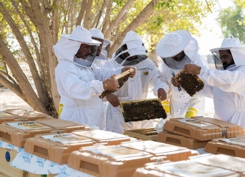 Наманган ва Жиззахда йирик асаларичилик маркази ташкил этилади