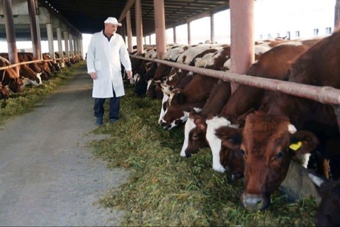 25 ауданда мал шаруашылығы кластерлері құрылады