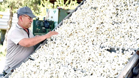 В чем фактор успеха ферганских шелководов