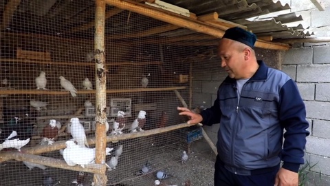 Margʻilonlik tadbirkor 2 ming 500 boshdan ortiq qushlar parvarishini yoʻlga qoʻydi