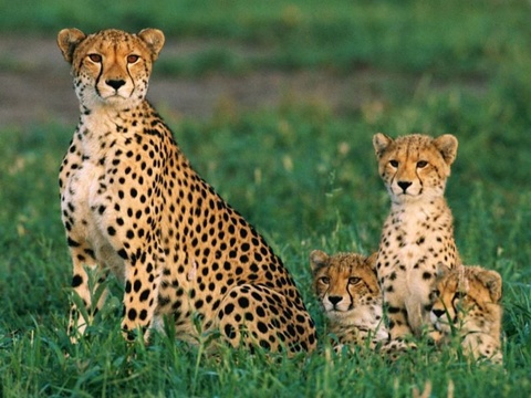 Осиё гепардларини Ўзбекистонга қайтариш ва кўпайтириш борасида Миллий режа ишлаб чиқилади