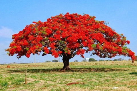 Сариозиядағы мектептерде жауқазын ағашы өсірілуде