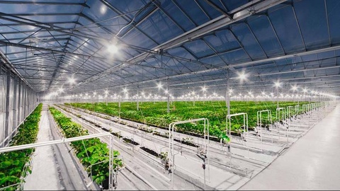 South Korean company to build modern greenhouses in Uzbekistan’s Syrdarya