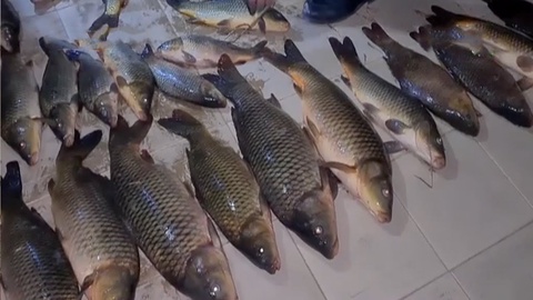 Tok orqali baliq ovlaganlarga nisbatan chora ko‘riladi