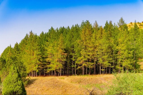 2030-жылға шекем тоғай ресурсларынан нәтийжели пайдаланыў бойынша мақсетли көрсеткишлер тастыйықланды