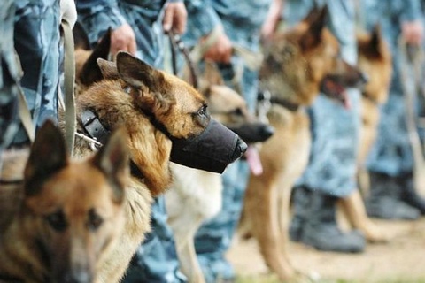 Toshkentdagi bogʻlarda giyohvandlikka qarshi kinologiya punktlari ochiladi