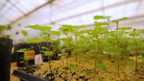 В Узбекистане готовят к высадке бессемянные сорта столового винограда