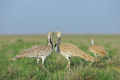В дикую природу выпущено 2400 дроф