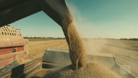 Ўзбекистон ғаллакорлари 8,1 миллион тонналик хирмон уйдилар