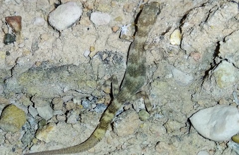 Fargʻona vodiysidan gekkonlarning jahon faunasi uchun yangi turi topildi