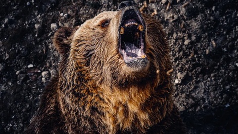 В Индии медведь ворвался в школу и попытался утащить ребенка в лес