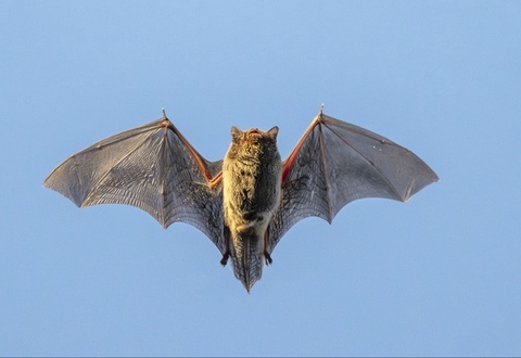 Дар Чин коронавируси нав кашф шуд