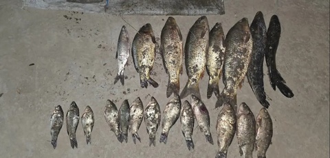 Sirdaryoda noqonuniy baliq ovlash natijasida tabiatga katta zarar yetkazildi