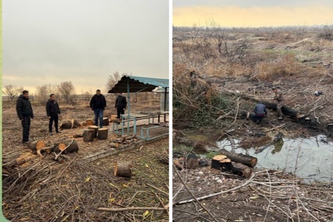 Piskentda ruxsatsiz 24 tup tol daraxti kesilgani aniqlandi